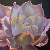 RENÉE SWITKES, Echeveria; Afterglow (2022)