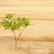 JENNIFER SCALES, Lone Tree (Montenegro) (2022)