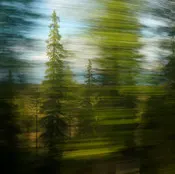 JENNIFER SCALES, Skog (Sweden) (2022)
